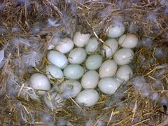 Инкубационное яйцо,утята утки индийский бегун