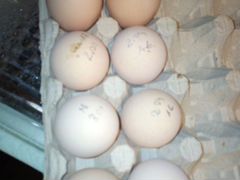 Инкубационное яйцо Австралорпа