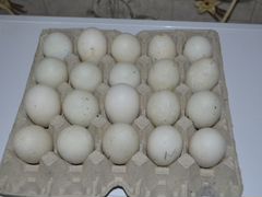 Инкубационное яйцо утки старт 53