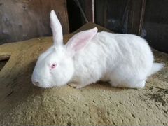 Продаю породистых кроликов
