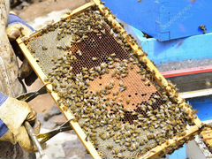 Пчелопакеты -пчелосемьи