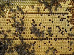 Продуктивные пчелосемьи