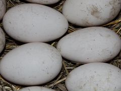 Яйца домашних гусей