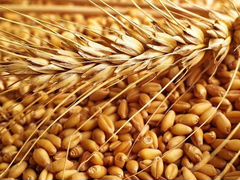 Пшеница, 12 л ведро
