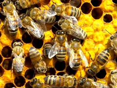 Пчелопакеты, пчелосемья