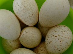 Яйца индюшиные на инкубацию