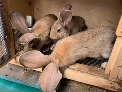 Кролики гиганты (фландр)