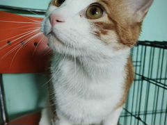 Котик Мультик* 1 год. Ласковый и нежный кот. Кастр