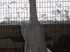 Продам голубей породы Английский карьер
