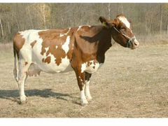 Айроширская молочная корова и телёнок(3 мес.)