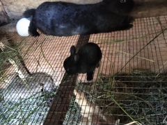 Кролик с крольчатами