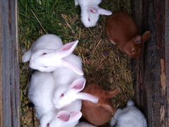 Кролики разных возростов