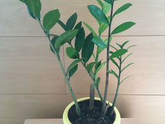 Замиокулькас - долларовое дерево