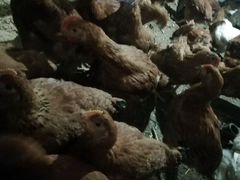 Редбро Цыплята Курицы Цветной бройлер Куры