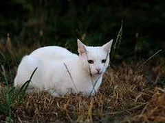 Пропал белый кот
