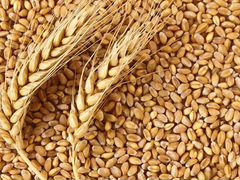 Возьмем Пшеницу Ячмень в Исилькуле