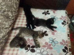 Одмам котов В добрые руки 3 кота 1 серый 2 чёрны 1