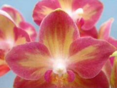 Орхидея фаленопсис Tyng Shin Smart