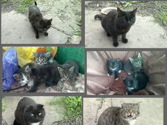 Котята, Кошки и Коты-Отдам