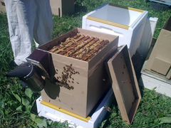 Пчелопакеты карнинка