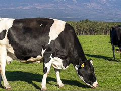 Молочная ферма, коровы, телята