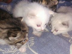 Котята:трехцветные,беленький,белый с серой мордочк