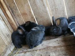 Кролики, возраст 4/5 недель