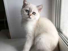 Питомник британских кошек продаёт котика окрас кол