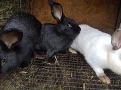 Кролики самочки покрытые