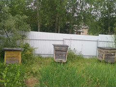Улей,пчелосемьи