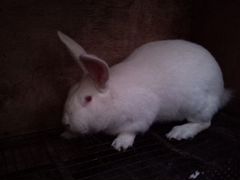 Кролик белый великан возраст один год