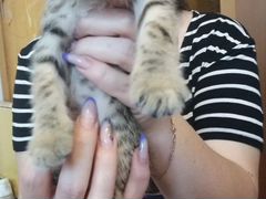 Милые котята в заботливые руки