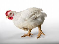 Продаем оптом бройлерных цыплят в живом виде