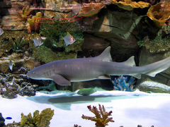 Акула декоративная, аквариумная