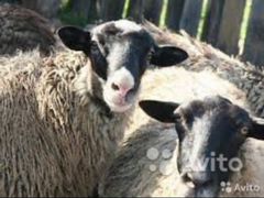 Животные овцы