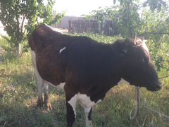 Корова первотелка