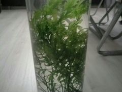 Растение в аквариум