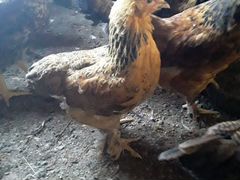 Продаются цыплята цветные несушки крупной породы