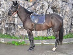 Лошадь англо-кабардинской породы, 2016 года рожден