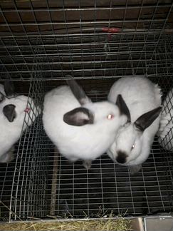 Продаю кроликов калифорнийской породы
