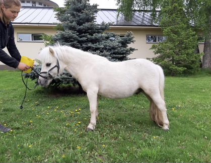 Европейская миниатюрная лошадь рост 73см мини пони