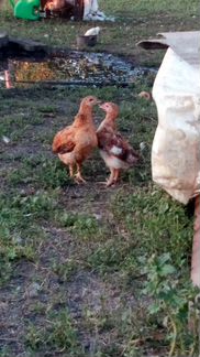 Цыплята подрощенные домашних кур