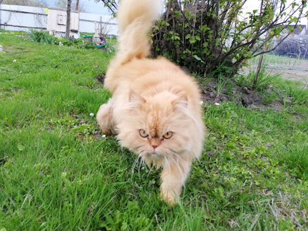 Кошка персидская карликовая