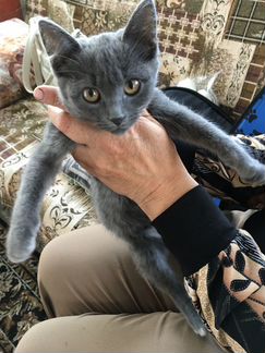 Отдам породистого котенка (русская голубая)