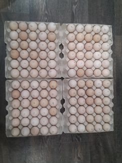 Инкубационное яйцо бройлера Кобб-500, Росс-308