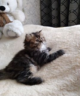 Котёнок перса - персидский малыш