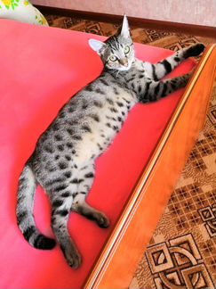 Бенгальская чистокровная кошка