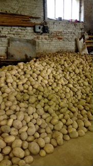 Продажа картофеля