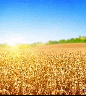 Пшеница,ячмень с бесплатной доставкой
