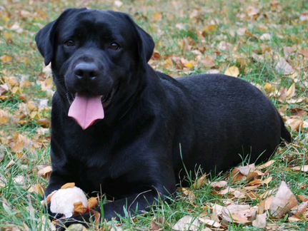 Лабрадор - собака черного цвета